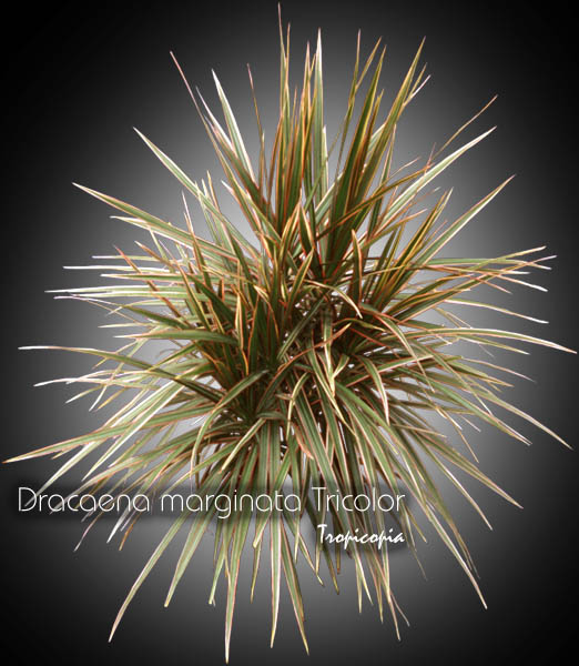 Dracaena - Dracaena marginata Tricolor - Dragonier tricolor - Madagascar dragon tree